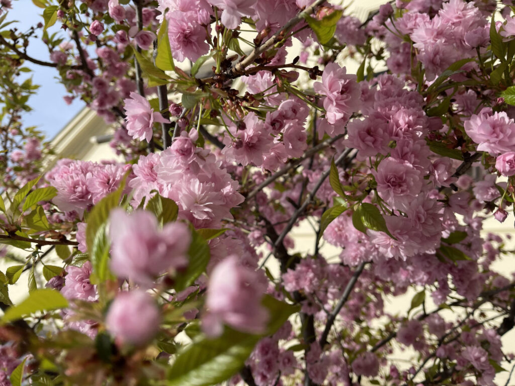 Cherry Blossom Tree