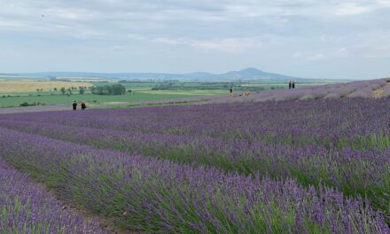 Summer’s Here! Unique and Budget-Friendly Escapes and Experiences in the Czech Republic